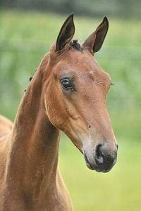 (Bretton Woods x Olivi x Ulft)