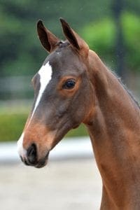 (Tangelo v.d. Zuuthoeve x Chin Chin x Calando I)(stallion)