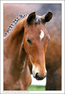 (Belissimo x Rodium x Purioso)