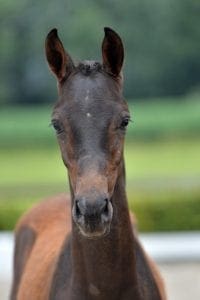 (Electron x Olivi x Roemer)(stallion)