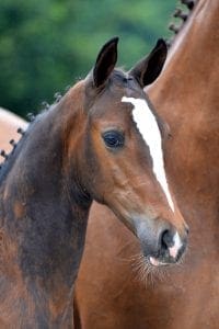 (Uphill x San Remo x Cabochon)(stallion)