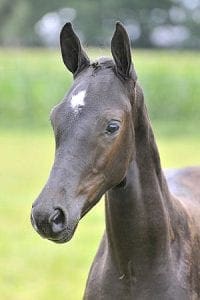 (Cadans M x Ronaldo x Ferro)