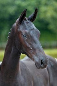 (Bordeaux x Rohdiamant x Jazz)(stallion)
