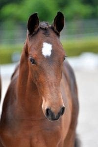 (Cardento x Timeless x Burggraaf)(mare)