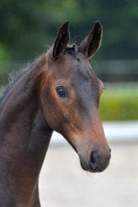 (Douglas x Julio Mariner x Voltaire)(stallion)