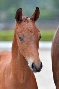 (Ferdeaux x Sandro x Belisar)(stallion)