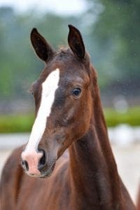 (Dark Pleasure x Vivaldi x Don Primaire)(mare)