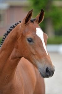 (F-one USA x Vaillant x Kigali)(stallion)