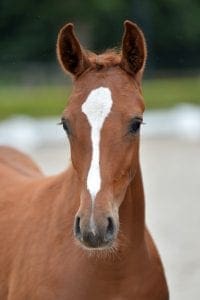 (Comme il Faut x Amadeus x Corland)(stallion)