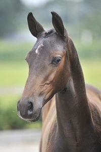 (Charming Mood x Metall x Volckmar)