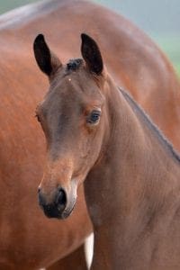 (Rousseau x Jazz x Katouchon)(stallion)