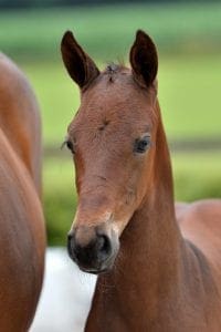 (Glamourdale x Houston x Flemming)(mare)