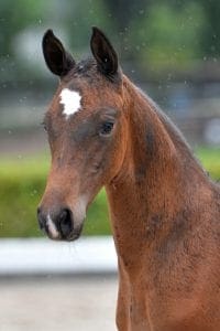 (A'Lee Spring Power x Catano x Purioso)(stallion)