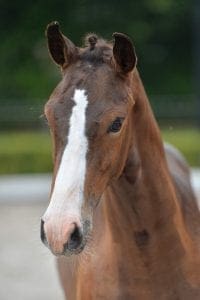(Ustinov x Corland x Nimmerdor)(mare)