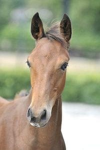 (Nabab de Reve X Indoctro x Uniek)