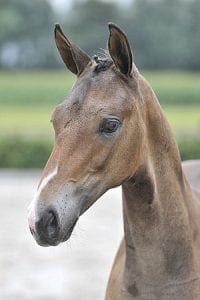 (Apache X Purioso x Cehadee)