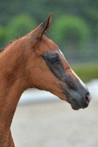 (Galaxie x Houston x Gregor)(stallion)