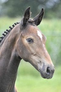 (Charmeur x Jester x Pion)