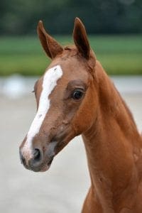 (Harley x Calvados x Burggraaf)(stallion)