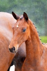 (Governor x White Star x Matcho AA)(stallion)