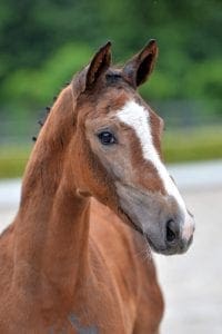 (Colestus x Concorde x Flemmingh)(stallion)