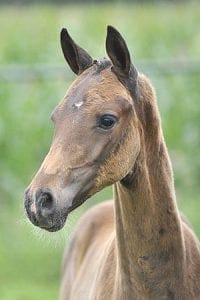 (Charmeur x Elcaro x Patriek)