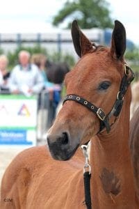 (Genius x Indoctro x Ahorn)(mare)