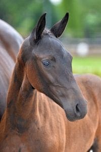(Ferdinand x Santano x Houston)(mare)