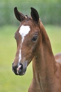 (a'Lee Spring Power x Placido x Glendale)