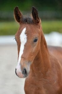 (Ephebe for Ever x Zuidhorn x Uniek)(stallion)