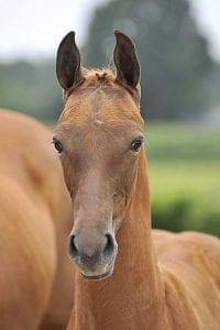 (Connaisseur x Havidoff x Akzent I)