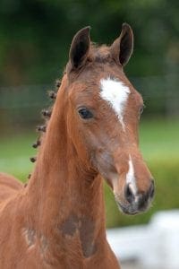 (Baltic VDL x Montreal x Ahorn)(stallion)