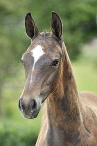 (Sir Shutterfly x Chin Chin x Nimmerdor)