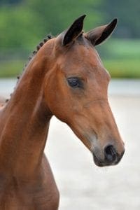 (Desperado x Johnson x Boy B)(mare)