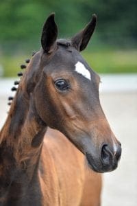 (Harley x Namelus x Wisconsin)(Mare)