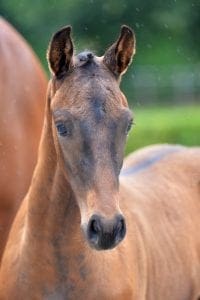 (El Capone x Vivaldi x Jetset-D)(stallion)