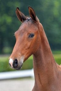 (Expression x Jetset-D x Damiro)(stallion)