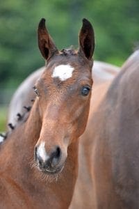 (Bordeaux x Sandreo x Ferro)(stallion)