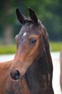(Latour x Indoctro x Nimmerdor)(stallion)