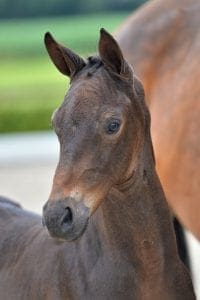 (Galaxie x ampére x Belmondo)(stallion)