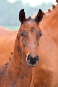 (Glamourdale x Farrington x Flemming)(stallion)