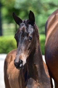Apache x Silvano x Flemmingh (stallion)