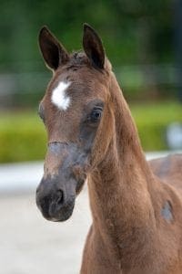 (Governor x Citango x Nourejev)(stallion)