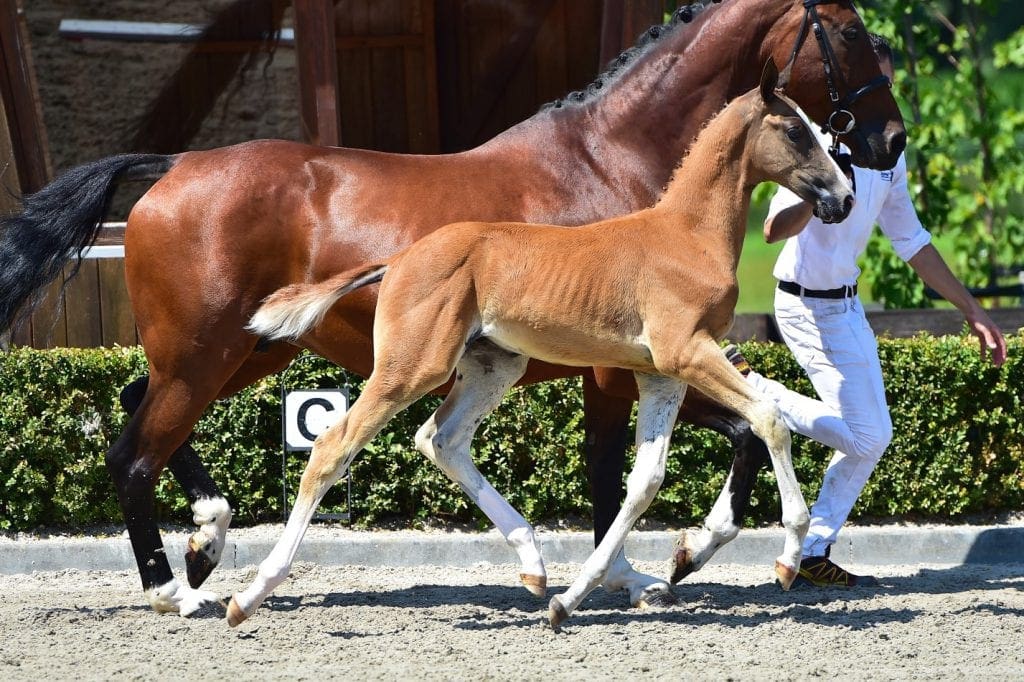 stallion
