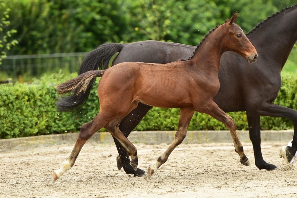 stallion