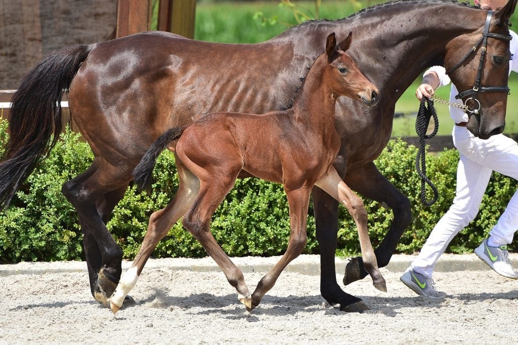 stallion