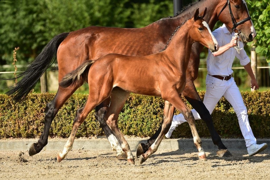 stallion