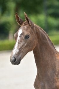 Arko III x Candidat x Corland