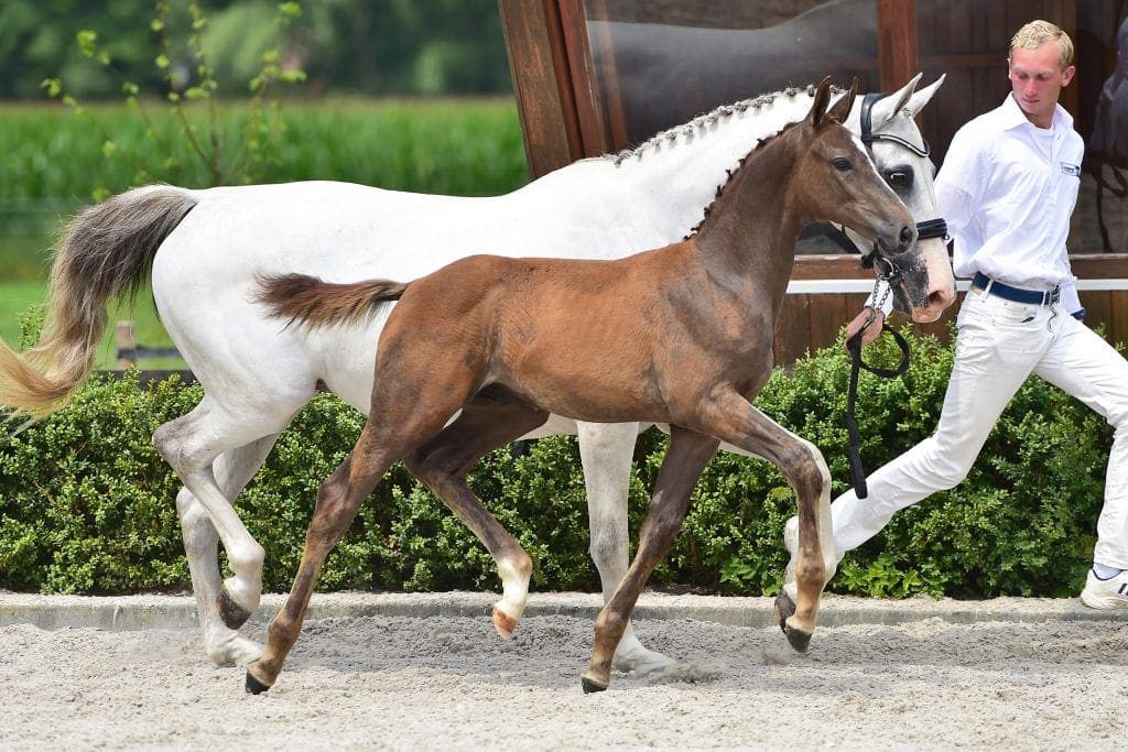 stallion