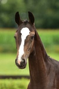 Balou du Rouet Z x Lux x G Ramiro Z